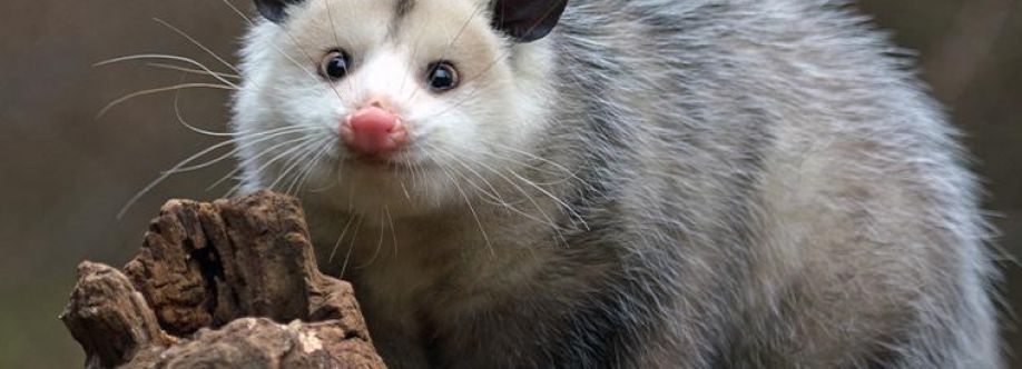 Panther Possum Removal Brisbane Cover Image
