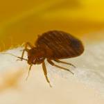 Panther Bed Bugs Control Brisbane Profile Picture