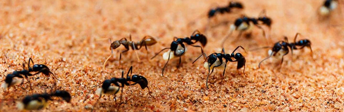 Peters Ant Control Adelaide Cover Image