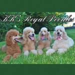 KK’s Royal Poodles Profile Picture