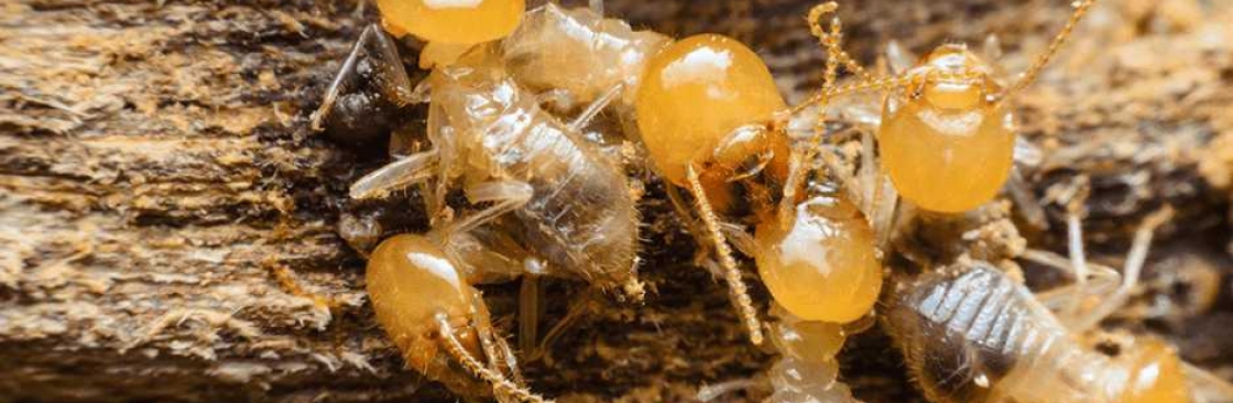 Pest Destroy Termite Control Adelaide Cover Image