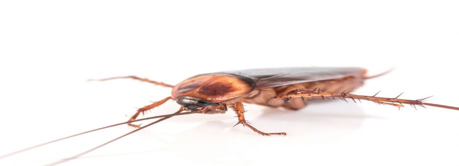 Cockroach Control East Brisbane Cover Image