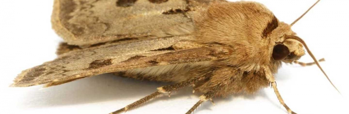 Goode Moth Control Brisbane Cover Image