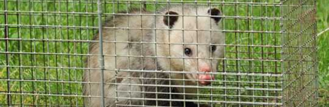 711 Possum Removal Adelaide Cover Image