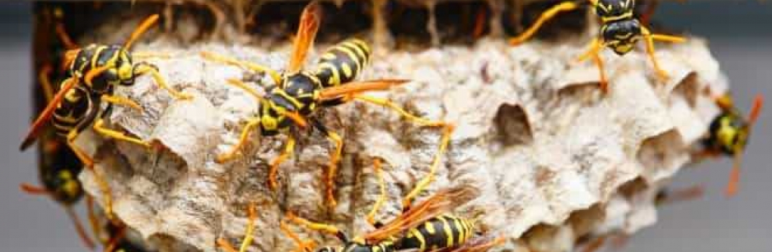 Goode Wasp Removal Brisbane Cover Image
