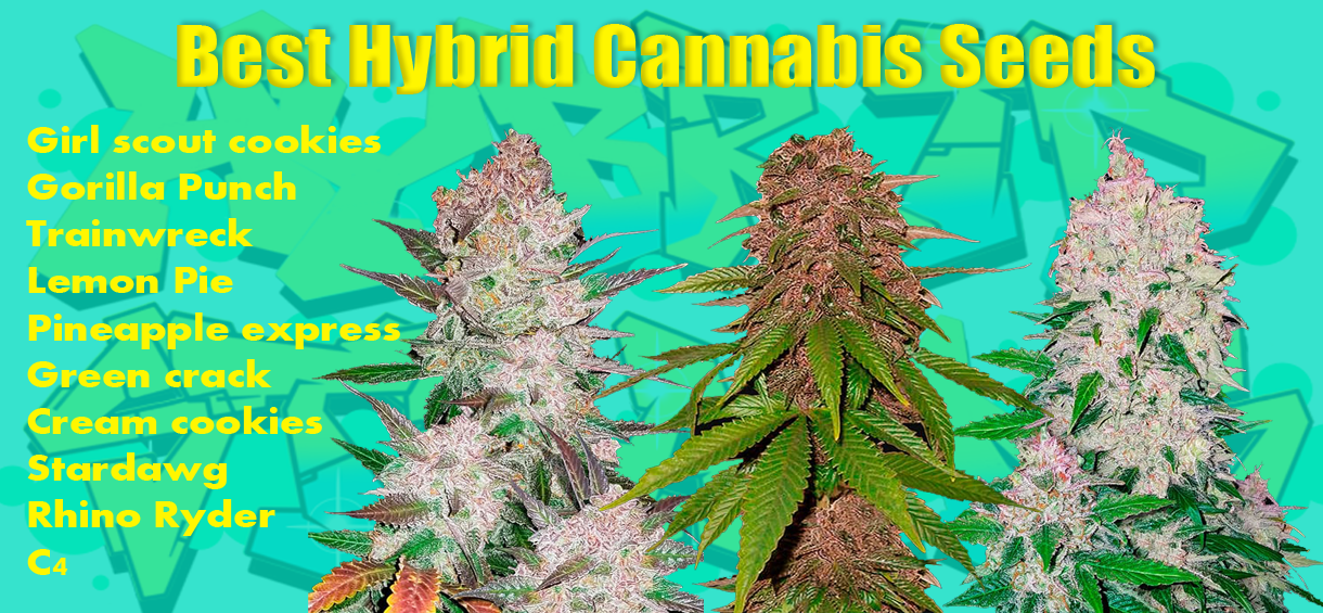 Best Hybrid Strains Seeds in 2022 - cannabis-md.com