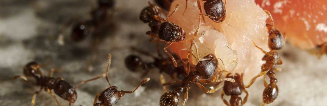 City Wide Ant Control Sydney Cover Image