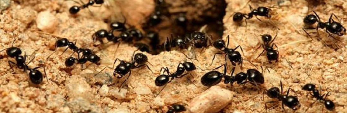 Preventive Ant Control Brisbane Cover Image
