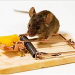 Rodent Control Perth profile picture