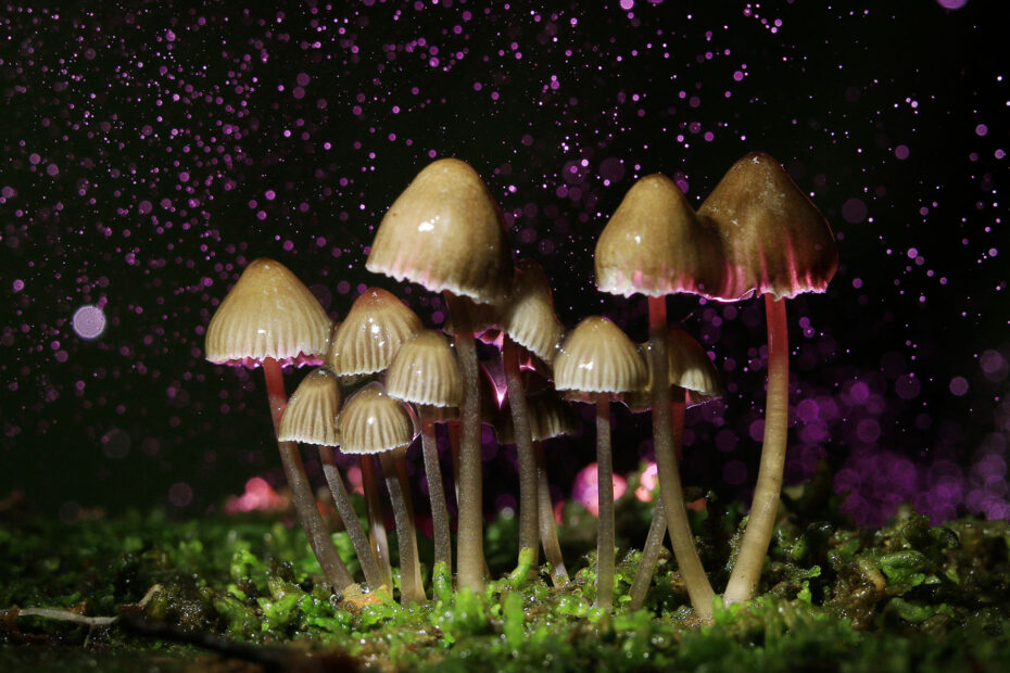 Psychedelic Drugs For Better Mental Health – Tiky Web