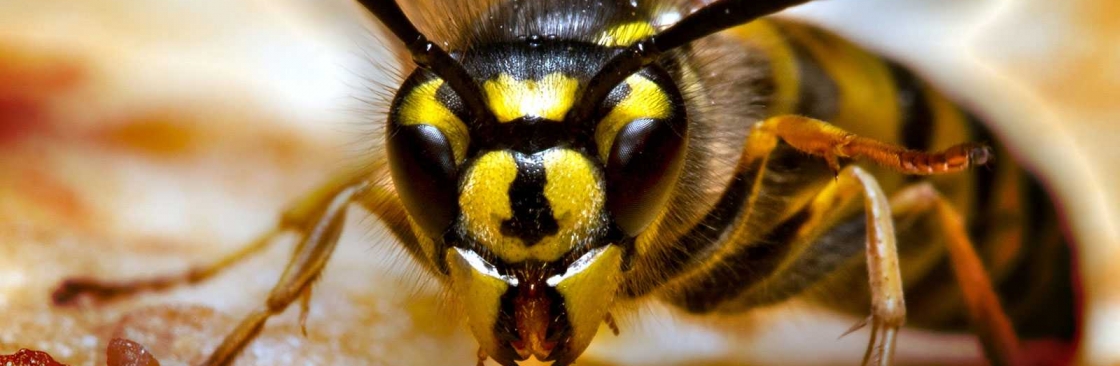 Wasp Removal Perth Cover Image
