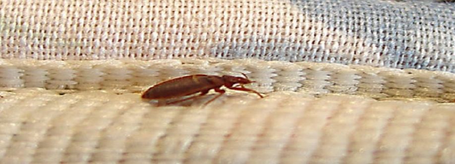 Home Bed Bug Control Perth Cover Image