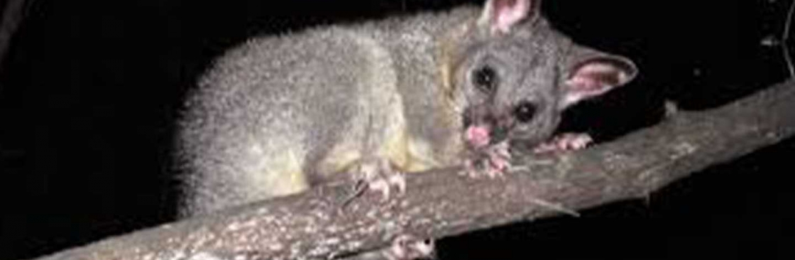 E Possum Removal Brisbane Cover Image