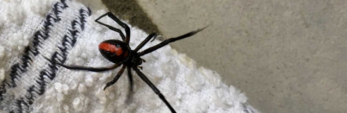 Preventive Spider Control Brisbane Cover Image