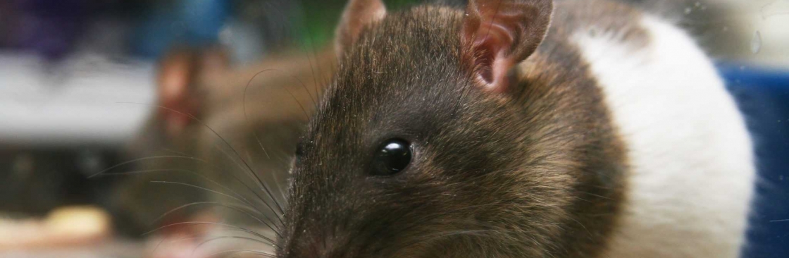 I Rodent Control Melbourne Cover Image