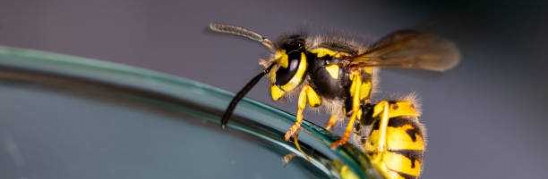 Home Wasp Removal Perth Cover Image