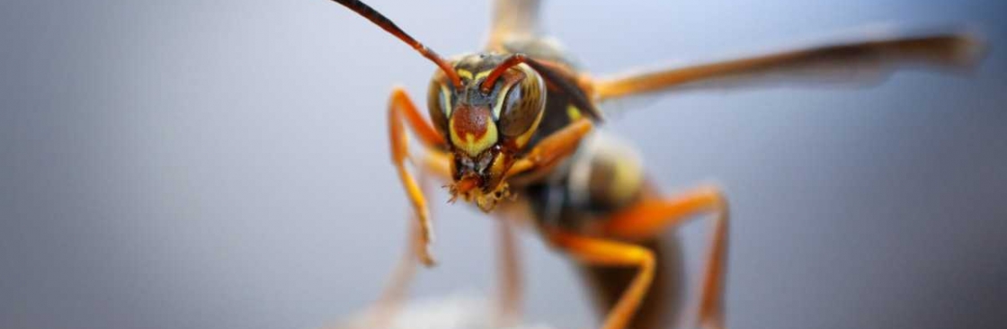 OZ Wasp Removal Brisbane Cover Image