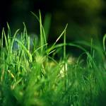 Sod Green Artifical Grass Profile Picture