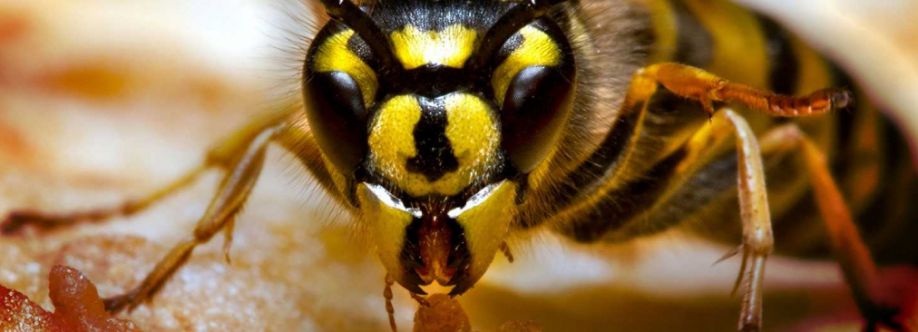 OZ Wasp Removal Adelaide Cover Image