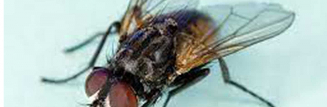 Flies Control Brisbane Cover Image