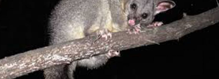 Rodent Control Brisbane Cover Image