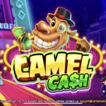 camel cash casino Profile Picture