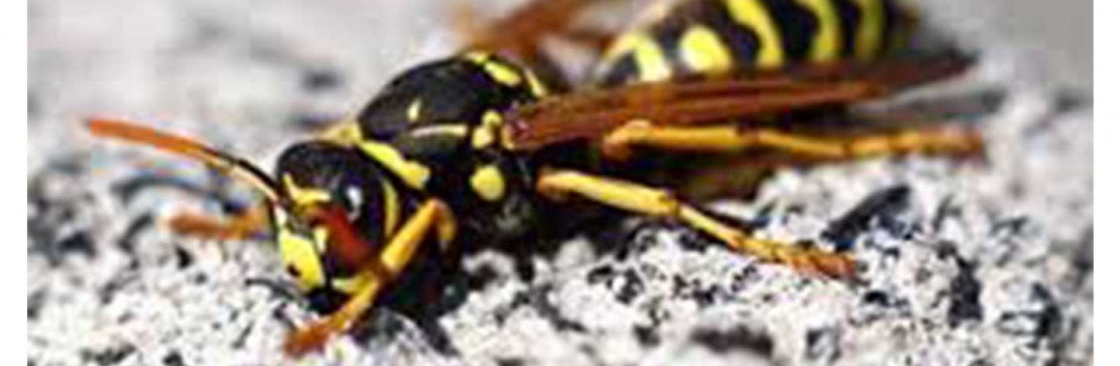 Wasp Removal Brisbane Cover Image