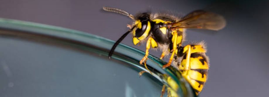 OZ Wasp Removal Sydney Cover Image
