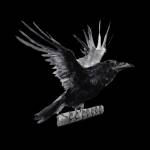 Raven Route Profile Picture
