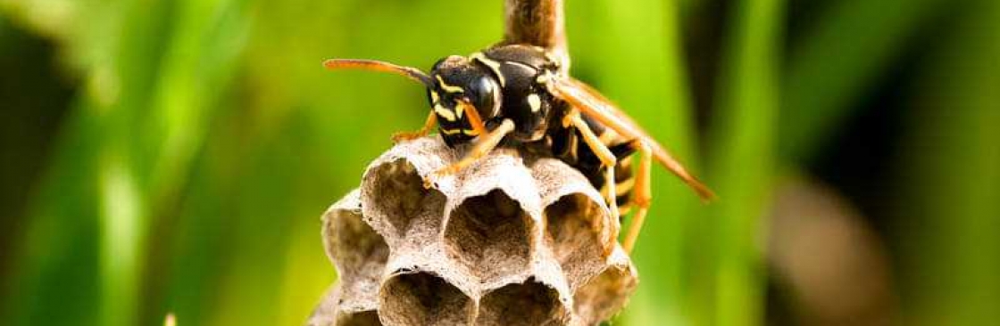 Frontline Wasp Removal Perth Cover Image