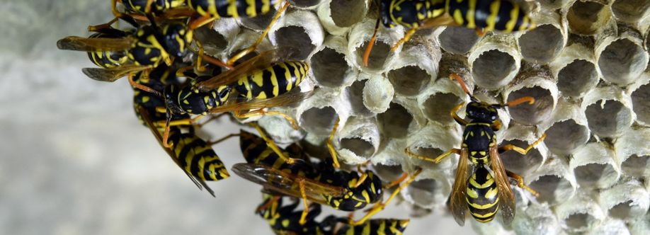 Frontline Wasp Removal Sydney Cover Image