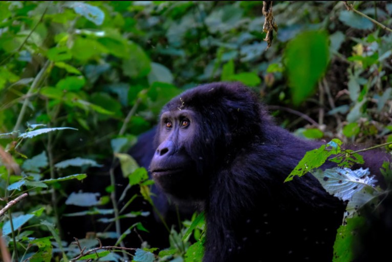 3-Day Gorilla Trekking Trip to Uganda: Tips for a Successful Journey - hopeformoney