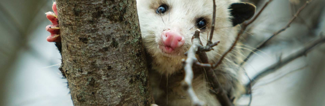 Morris Possum Removal Brisbane Cover Image