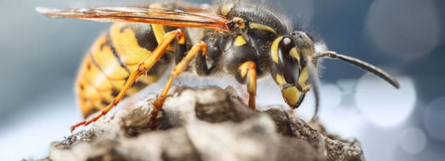 Frontline Wasp Removal Melbourne Cover Image