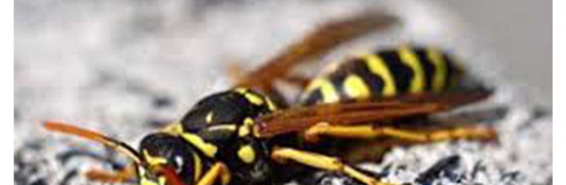Goode Wasp Removal Perth Cover Image