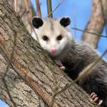 Morris Possum Removal Hobart Profile Picture