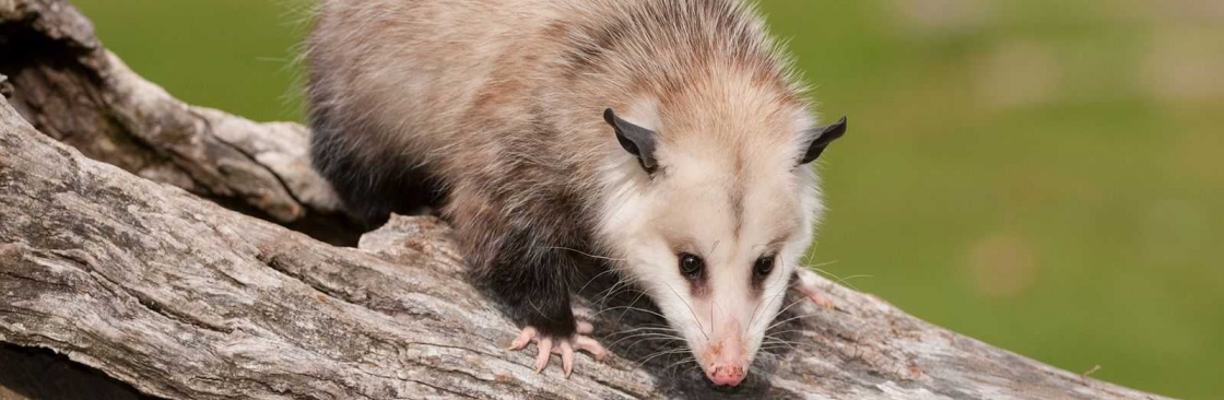 Goode Possum Removal Adelaide Cover Image