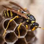 Frontline Wasp Control Adelaide Profile Picture