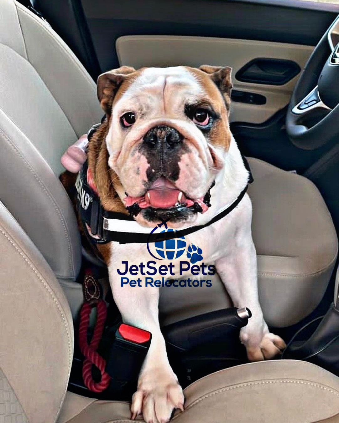Dog Shipping Service – JetSet Pets