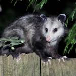 Morris Possum Removal Adelaide Profile Picture