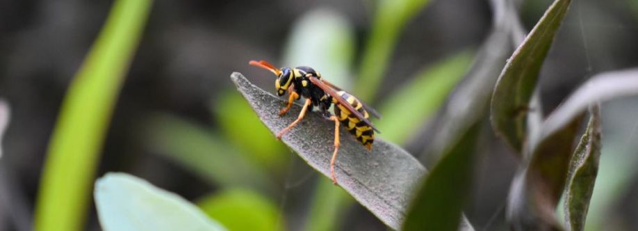 Frontline Wasp Control Adelaide Cover Image