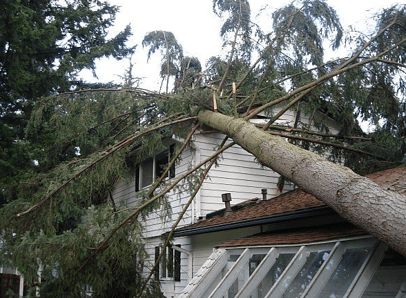 Emergency Tree Cutting Service - Tree Soldiers Rochester