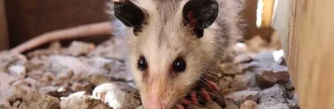 OZ Possum Removal Adelaide Cover Image