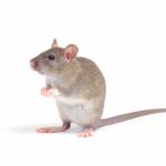Morris Rodent Control Brisbane profile picture