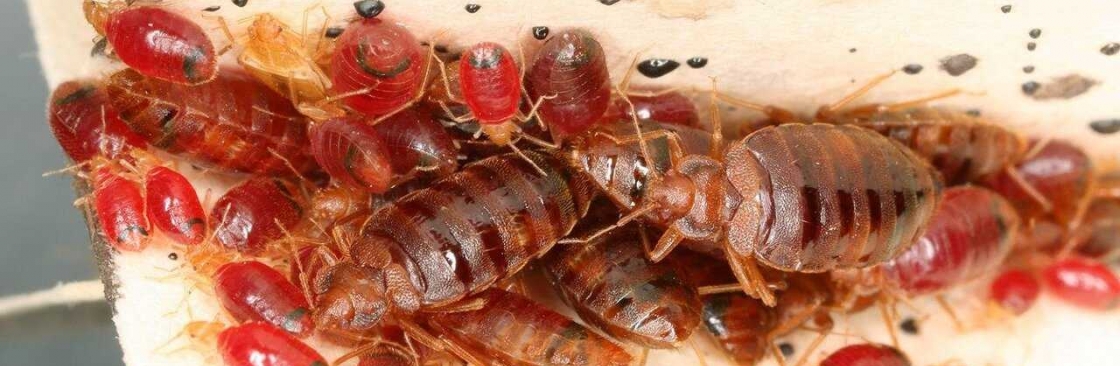 Front Line Bed Bug Control Melbourne Cover Image