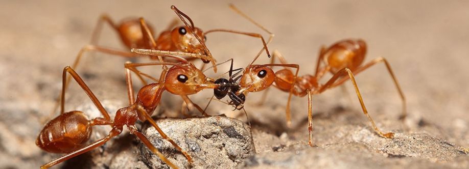 Front Line Ant Control Melbourne Cover Image
