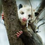 Frontline Possum Removal Sydney Profile Picture