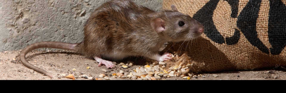 Frontline Rodent Control Brisbane Cover Image