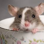 Morris Rodent Control Perth profile picture