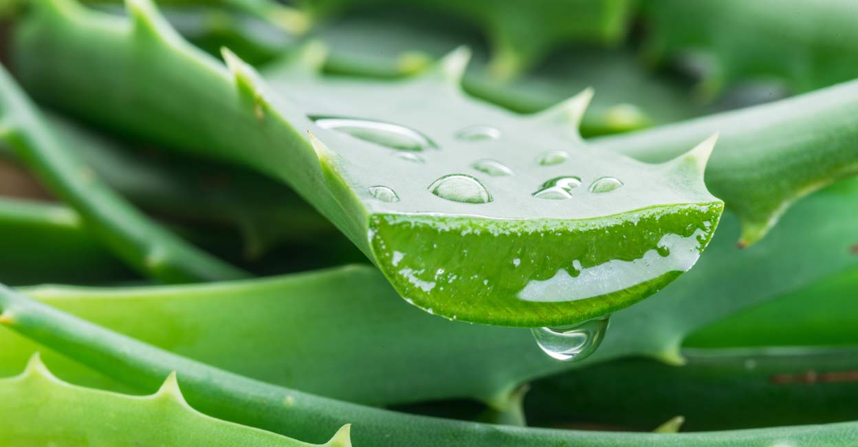 5 Reasons Why Aloe Vera is Great for Hair - The Nutrition Bay